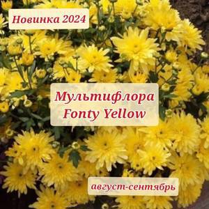 Хризантема 219<!---->