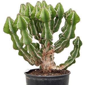 Euphorbia fortissima H80 D30 см