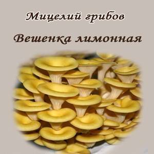 Мицелий на палочках вешенка лимонная для СП