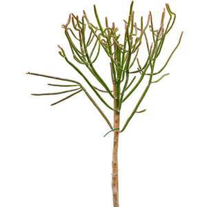 Euphorbia alluaudii H165 D32 см