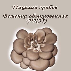 Мицелий на палочках вешенка обыкновенная для СП