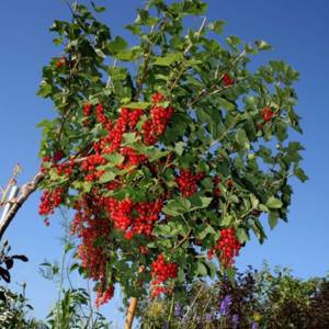Смородина красная (Йонкер Ван Тетс) (Ribes rubrum)