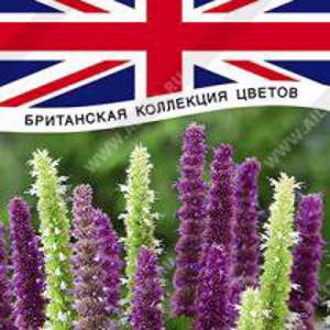 Агастахе Йоркшир, смесь сортов 0,1гр (а) Британская коллекция цветов