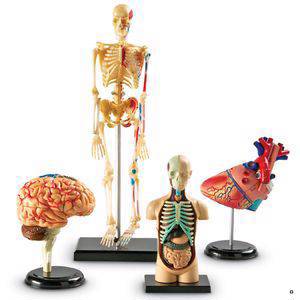СПЕКТРА плюс
 Лучшие игрушки для ваших детей, "Набор анатомических моделей"