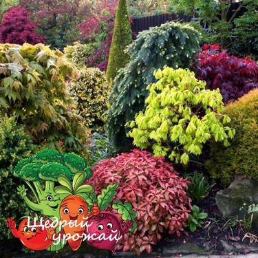 💐🌸ОТКРЫТ ПРЕДЗАКАЗ НА ДЕКОРАТИВНЫЕ КУСТАРНИКИ💐🌷