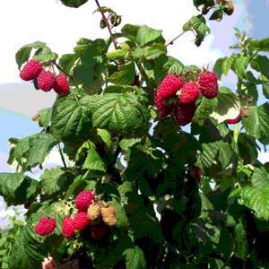 Малина (Полька) (Rubus idaeus L Polka)