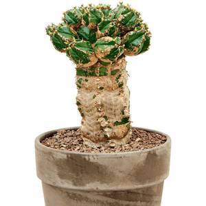 Euphorbia makallensis H40 D15 см